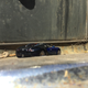 Illustration for article titled W16 Wednesday: Autoart 1:64 Bugatti Veyron 16.4